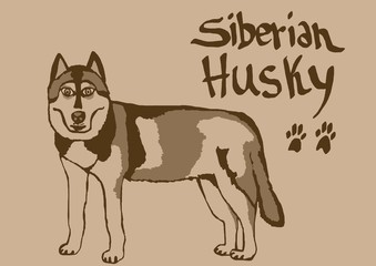 Siberian Husky vintage