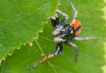 Philaeus chrysops - Jumping spider