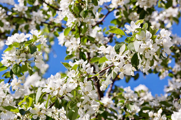 White blossoms of apple tree