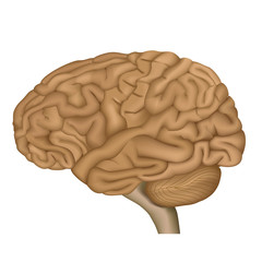 Menschliches Gehirn, Vector Illustration