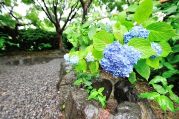 雨と紫陽花