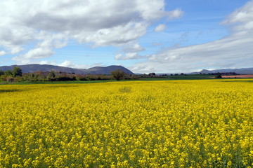 Obraz premium CAMPOS DE COLZA