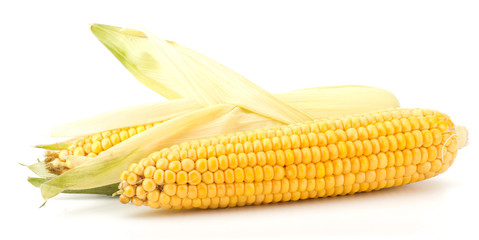 Fresh raw corn cobs isolated on the white background