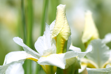 Weiße irisblüten