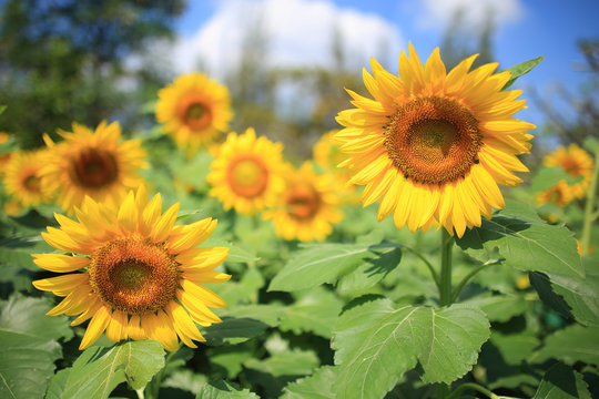 beautiful sunflowers in field