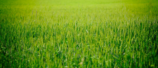Wheat field