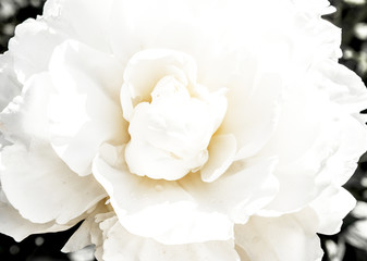 petals white peony