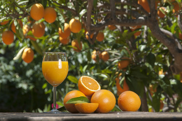 Orange juice freshly picked & squeezed under tree