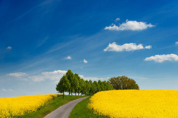 Landstraße durch blühende rapsfelder