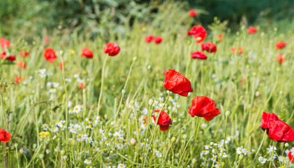 Field edge with blossoming poppies and camomile