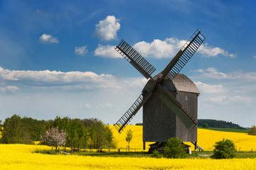 Windmühle bei Storkow umgeben von blühendem Raps