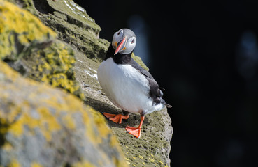 Puffin at Latrabjarg cliffs in Iceland