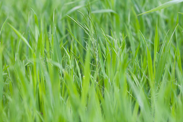 Close up on fresh green grass background