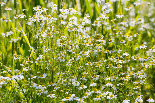 German chamomile wildflowers from close