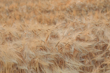 barley field of agriculture rural scene
