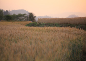 Fototapeta na wymiar barley field of agriculture rural scene