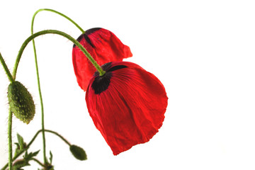 Klatschmohn vor Wei&szlig;