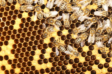 Bienenvolk bei der Arbeit