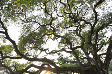 Fototapeta premium branch magnify of big green tree