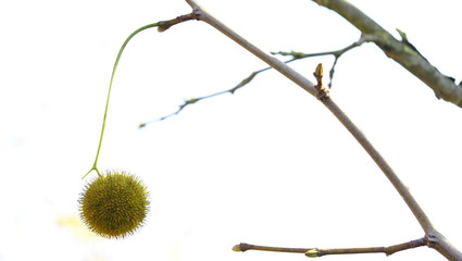 Fruto del sicomoro