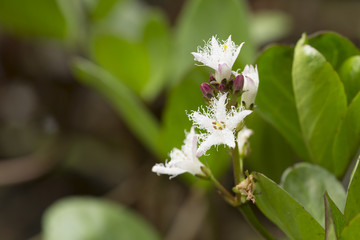 Blooming Bogbean, Menyanthes trifoliata