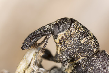 Face of the Snout beetle, Hylobius abietis, extreme close-up