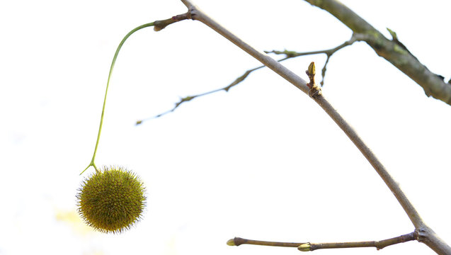 Fruto del sicomoro