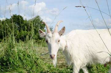 Obraz premium white goat in green meadow pasture