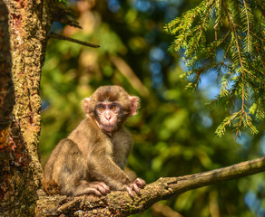 Affe, Japanmakaken am Baum