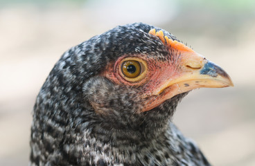 chicken