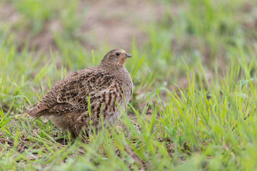 Rebhuhn, Grey Partridge, Perdix perdix