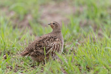 Rebhuhn, Grey Partridge, Perdix perdix