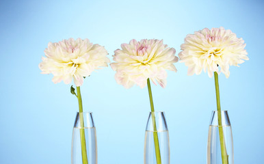 Beautiful white dahlias in glass vases