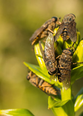 Group horseflies on the plant