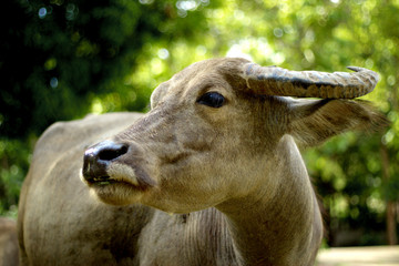 Tropical water buffalo
