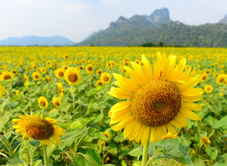 Fototapeta premium Sunflower Fields
