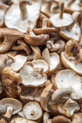 Mushrooms