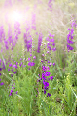 Beautiful wild flowers in field