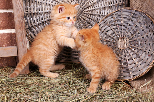 Cute little red kittens playing