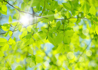 green leaves