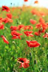 Fototapeta premium Beautiful poppy flowers in the field