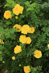 Obraz premium Beautiful yellow roses on green bush