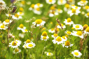 Beautiful daisy flowers in the field