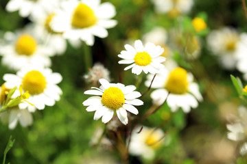 Beautiful daisy flowers in the field
