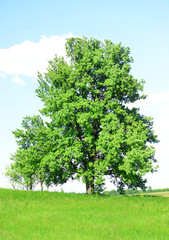 Beautiful spring landscape with lonely tree in the field