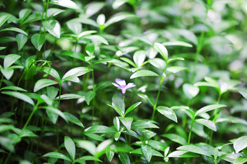 Beautiful nature background