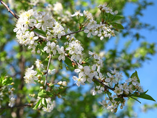 Spring cherry blossom