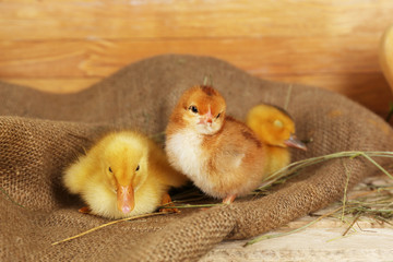 Little cute ducklings and chicken in barn