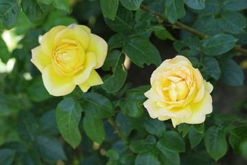 Beautiful yellow roses on green bush