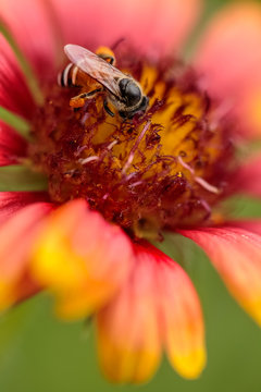 Bee on the chamomile pink flower sunlight on the garden
